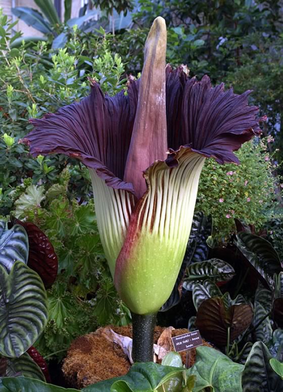amorphophallus titanum. Amorphophallus titanum, la