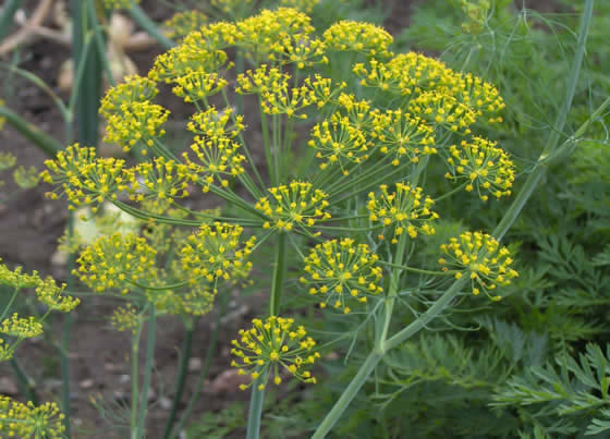 Anethum graveolens Anethum graveolens