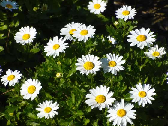 Crhysantemum paludosum en flor