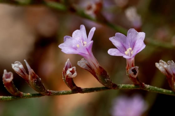 Limonium perplexum Limonium perplexum