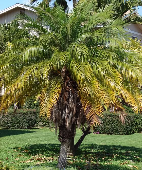 Phoenix roebelenii Phoenix roebelenii
