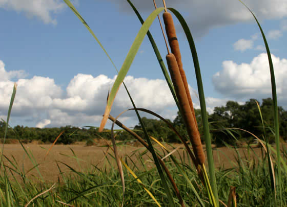 Typha angustifolia Typha angustifolia