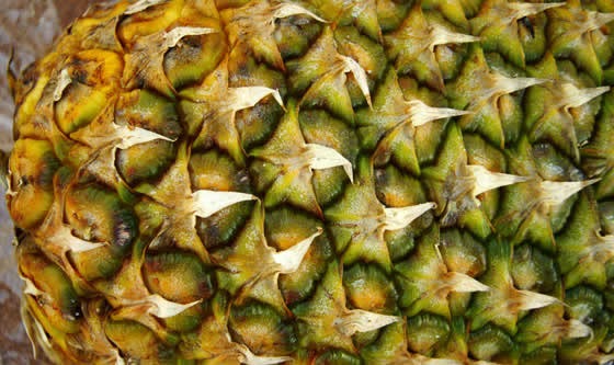 Ananas comosus