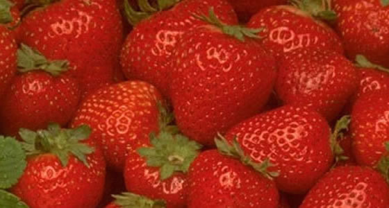 fresas