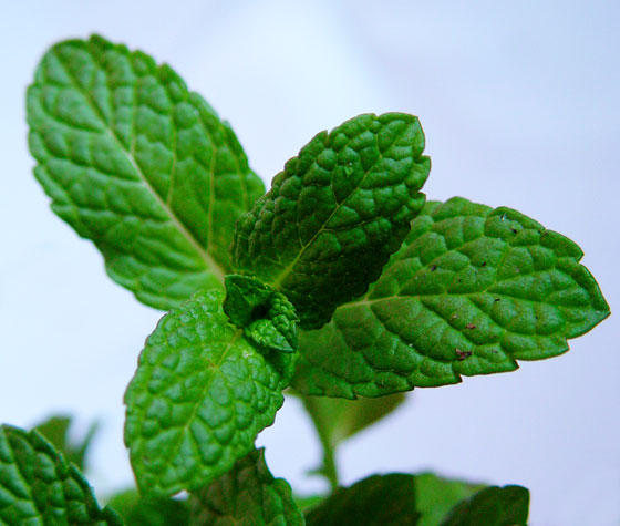 Hojas de menta