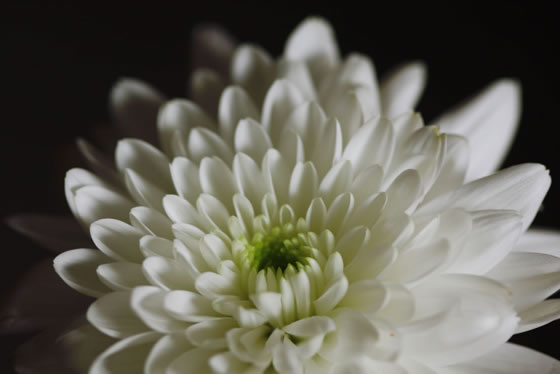 Flor de Crisantemo blanco
