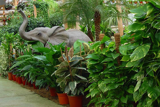 Plantas de interior verdes Plantas de interior verdes