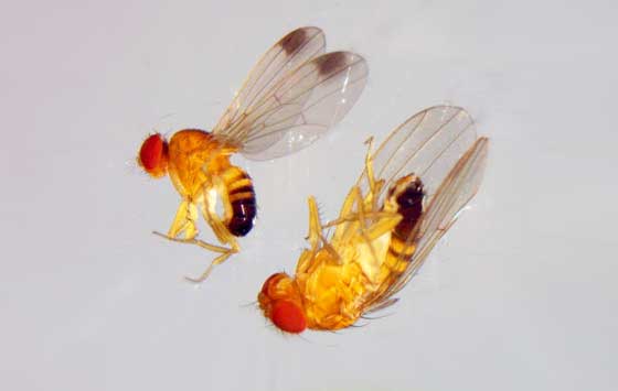 EL MACHO Y LA HEMBRA DE LA DROSOPHILA el macho y la hembra de la drosophila: