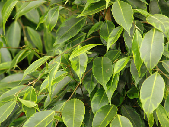 Ficus benjamina Ficus benjamina
