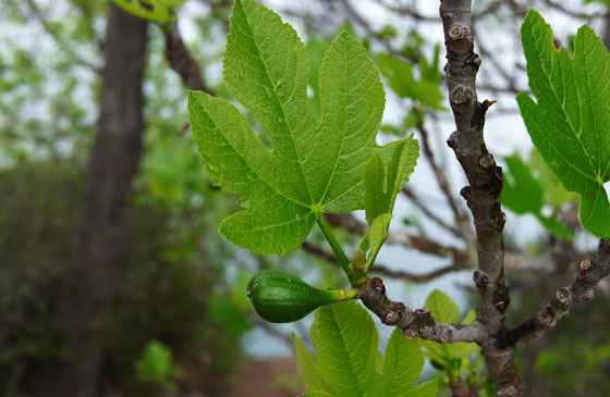 Ficus carica o higuera común
