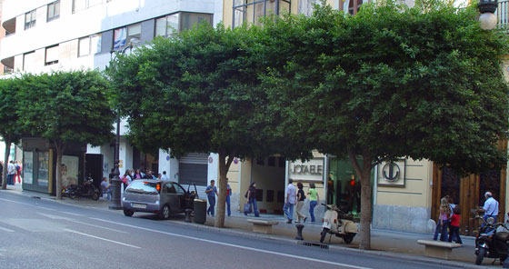 Ficus nítida Ficus nítida