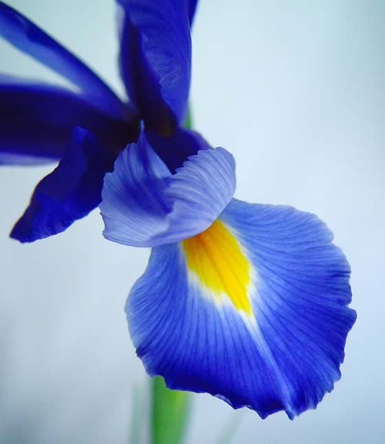 Lirio Español o Iris xiphium