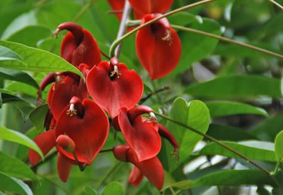 Flor del ceibo Flor del ceibo