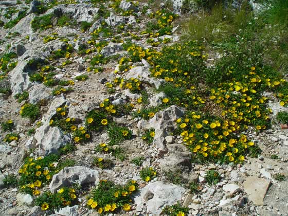 Asteriscus maritimus con flores Asteriscus maritimus con flores