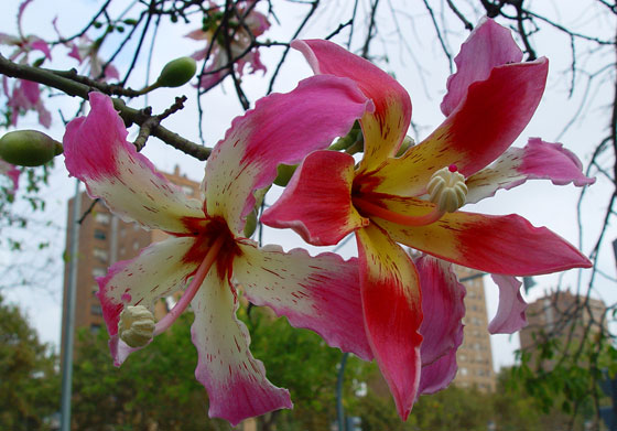 Flores de Chorisia speciosa Flores de Chorisia speciosa
