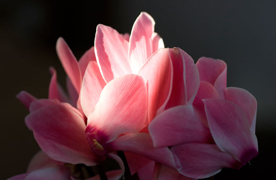 Flores rosas de Cyclamen Flores rosas de Cyclamen