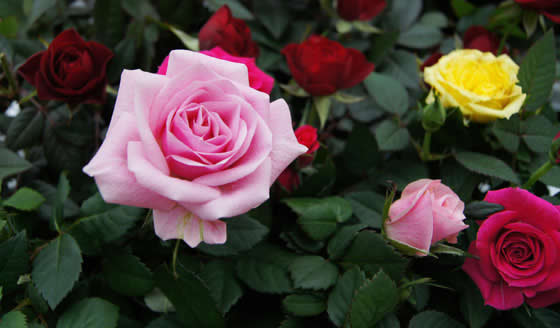 Flores de rosal