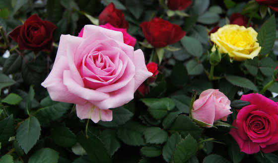Flores de rosal Flores de rosal