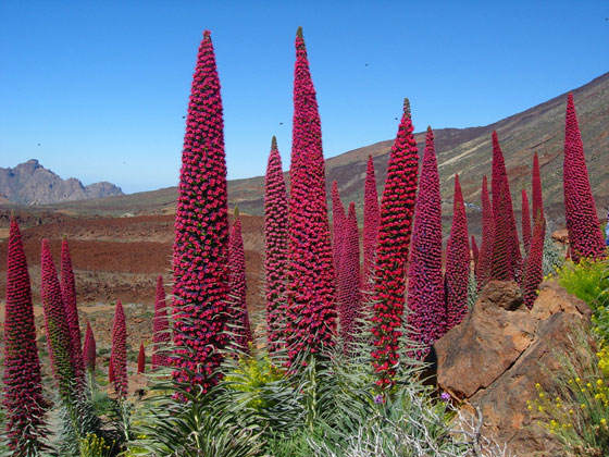 Flores de Echium wildpretii, el Tajinaste rojo