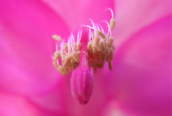 Fotos de flores rosas