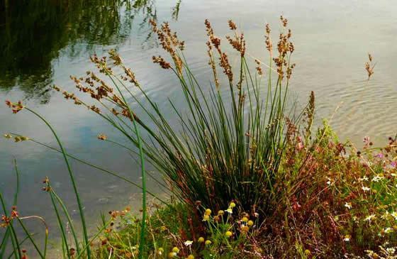 Juncus maritimus Juncus maritimus