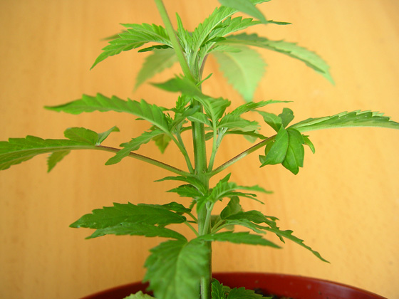 FLORES DE MARIHUANA flores de marihuana: