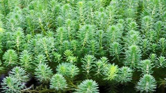 Myriophyllum aquaticum Myriophyllum aquaticum