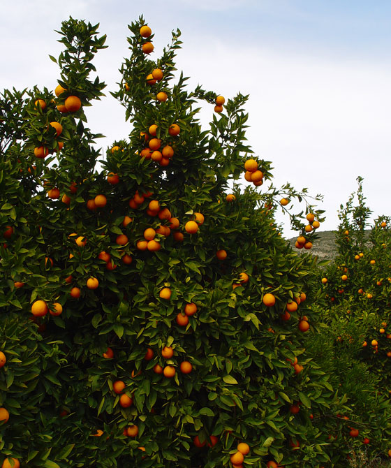 Naranjos con frutos