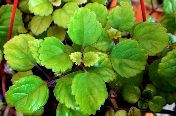 Planta del dinero Planta del dinero