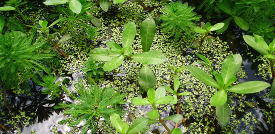 Plantas acuáticas y el cuidado del medioambiente