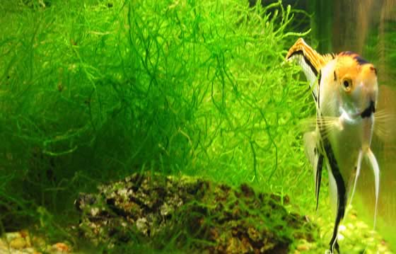Abonos para las plantas de acuarios