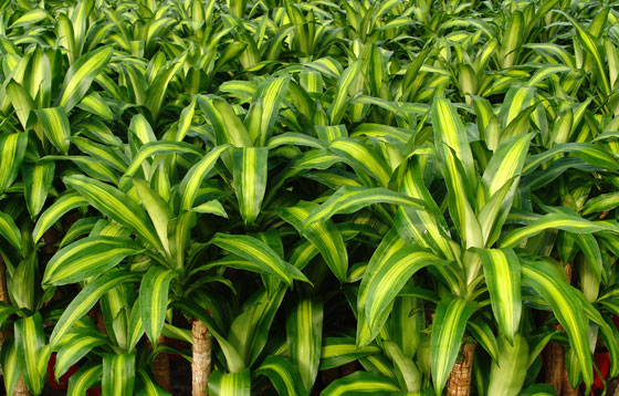 Plantas de Dracaena fragrans Massangeana Plantas de Dracaena fragrans Massangeana