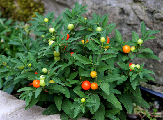 Planta de Solanum Planta de Solanum