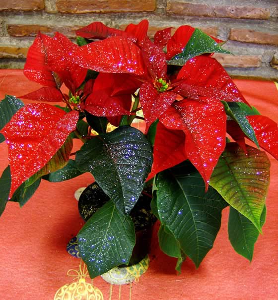 Poinsettia roja Poinsettia roja