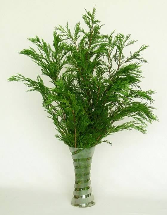 La Thuja, una conífera como verde ornamental La Thuja, una conífera como verde ornamental