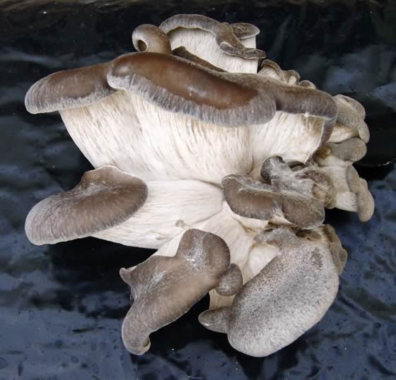 Seta de cardo Pleurotus ostrea Seta de cardo Pleurotus ostrea