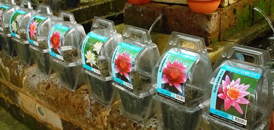 Tipos de plantas acuáticas Tipos de plantas acuáticas