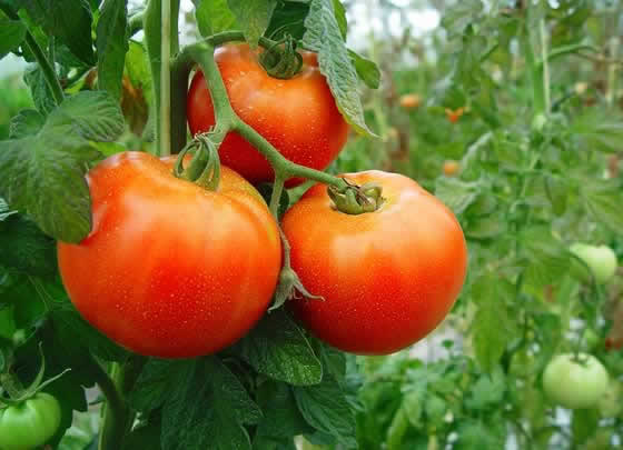 Tomates en cultivo Tomates en cultivo