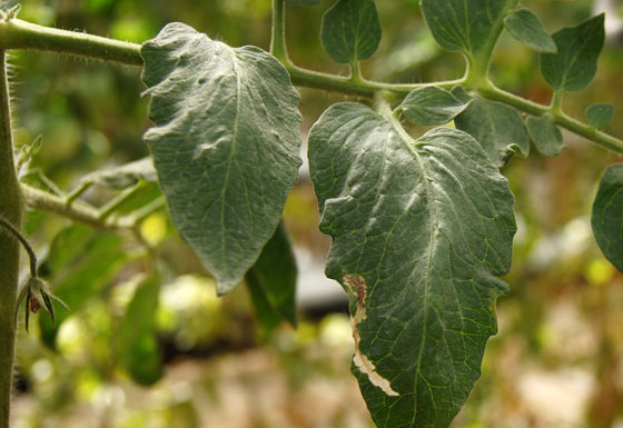 Galerías de Tuta absoluta en hojas de tomate Galerías de Tuta absoluta en hojas de tomate