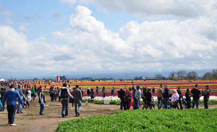 Festival de Tulipanes en Woodburn, Oregon