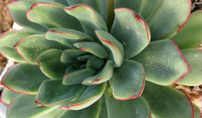 01-echeveria-pulidonis