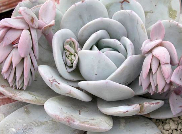 Echeverias