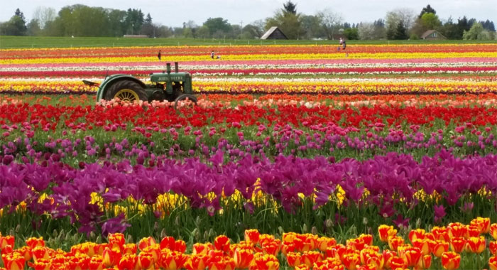 Festival de Tulipanes en Woodburn, Oregon