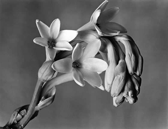 2-Imogen-Cunningham-Tuberose-1920