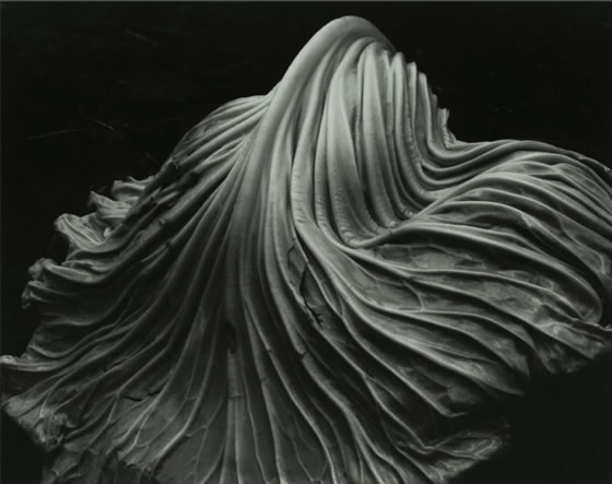 2-edward-weston