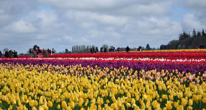 Festival de Tulipanes en Woodburn, Oregon