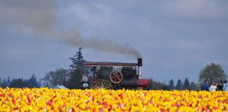 Festival de Tulipanes en Woodburn, Oregon