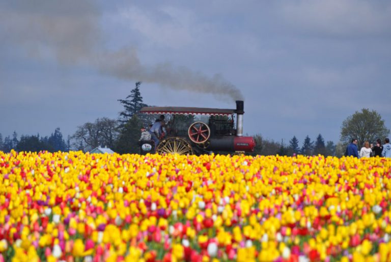 Festival de Tulipanes en Woodburn, Oregon