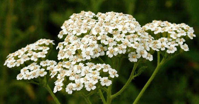Achillea millefolium