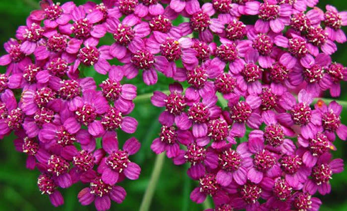 Achillea millefolium rosa